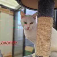 Lavande, chatte à adopter