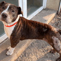 ANA PAA24184 ex NALA, chienne à adopter