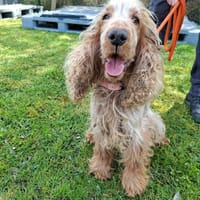 LOVER, chien à adopter