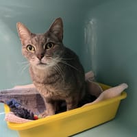 CHARLY, chat à adopter