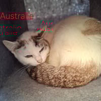 AUSTRALIE, chatte à adopter