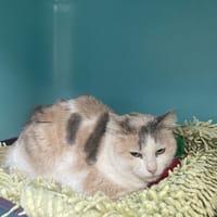 NOISETTE, chatte à adopter