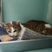 SUNNY, chat à adopter