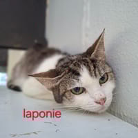 LAPONIE, chatte à adopter