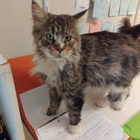 ULYSSE PAB28625, chat à adopter