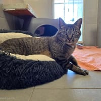 LISBONNE, chat à adopter