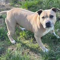 ASIA, chienne à adopter