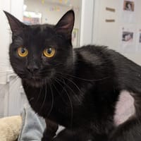 LOULOUTE, chatte à adopter