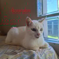 Bourdon, chat à adopter