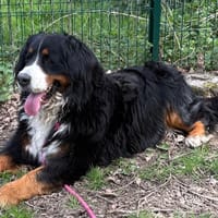 MIA PAA24187, chienne à adopter