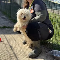 MIKE VAA, chien à adopter