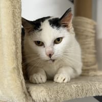 Hera CAB5399, chatte à adopter