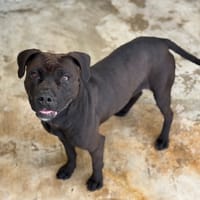 SUZY VAA, chienne à adopter