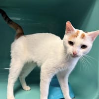 MAMINETTE, chatte à adopter