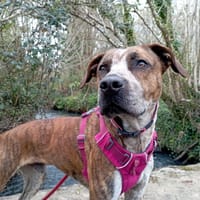 WYATT, chien à adopter