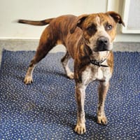 WYATT, chien à adopter