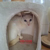 Venise, chatte à adopter