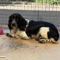 HOPPER VAA, chien à adopter