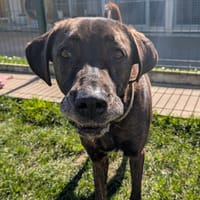 REGLISSE, chienne à adopter