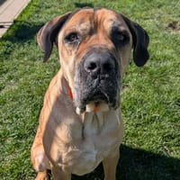 OUMI, chienne à adopter