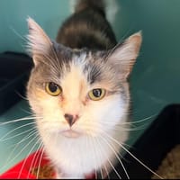 LUCIFER, chatte à adopter