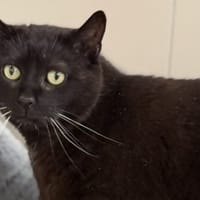 Tortank CAB5398, chat à adopter