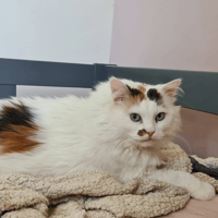SAVANNA, chatte à adopter