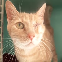 TEXAS C, chat à adopter