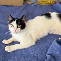 June CAB5213, chatte à adopter