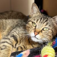 Charlotte CAB5369, chatte à adopter