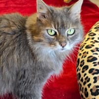 MOUNE (réservé), chatte à adopter