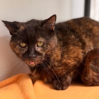 Gaby CAB5319, chatte à adopter