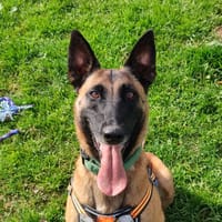 STORMY QCN, chienne à adopter