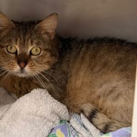 Simon CAB5138, chat à adopter