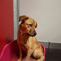 Seultout, chien à adopter
