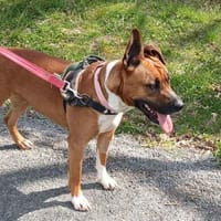 Djulia, chienne à adopter