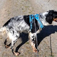 Grixou, chien à adopter