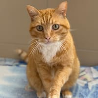 Khizo CAB5239, chat à adopter