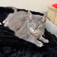 Brou CAB5210, chatte à adopter