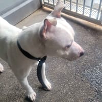 Whity, chien à adopter