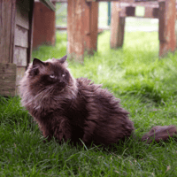 LUNA A17324, chatte à adopter