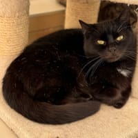 Zorro CAB5152, chat à adopter