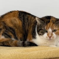 Moxie CAB4902, chatte à adopter