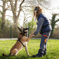OAA 19932 SCAN, chien à adopter