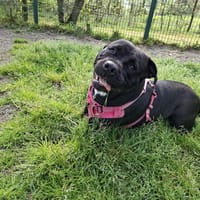 Boulette, chienne à adopter