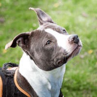 TANIA, chienne à adopter