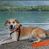 Marco, chien à adopter