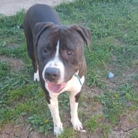 Batman, chien à adopter