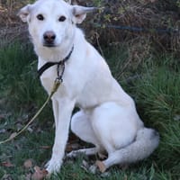 Brume, chienne à adopter