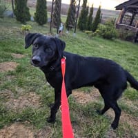 Milo, pies do adopcji